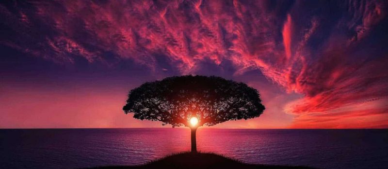 ocean-tree-sunset